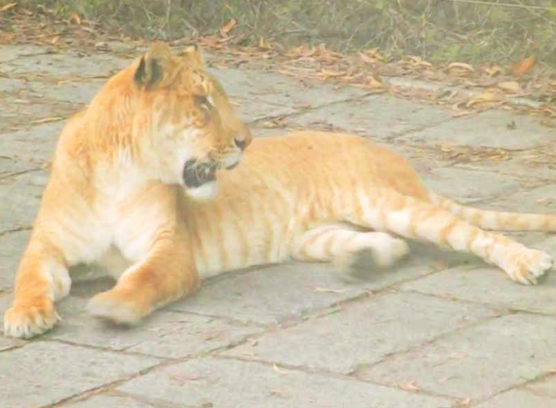 liger Purchase by Wuxi Animal Liger Zoo.