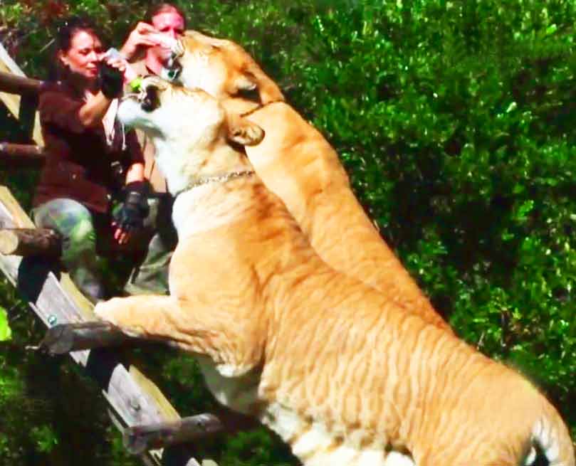 Liger Zoo Myrtle Beach Safari at South Carolina is the most famous Liger Zoo in the world.