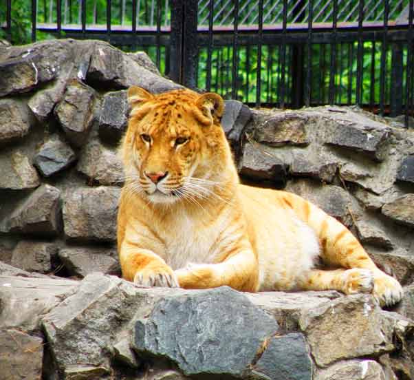 Liger Zoos are gaining huge amount of popularity throughout the world.