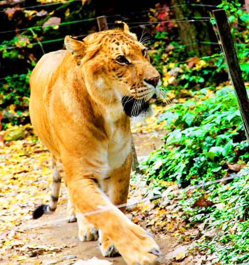 Chris the Liger at Everland Liger Zoo in South Korea.