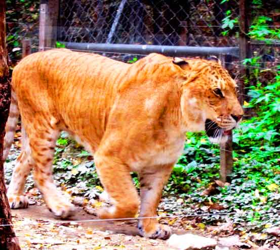 Liger Zoo - Everland Zoo in Yongin South Korea.