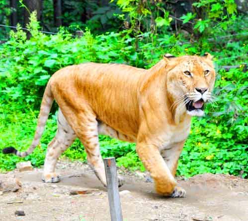 Liger Experience at Everland Liger Zoo in South Korea. 