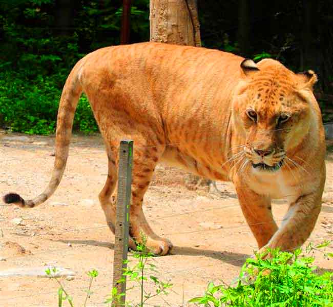 Liger History at Everland Liger Zoo in South Korea.