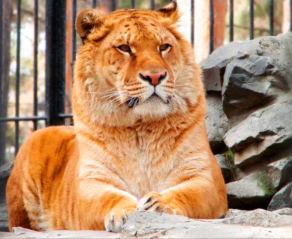 Zita and Zik the liger were the first liger to be born at Russia in Novosibirsk Zoo.