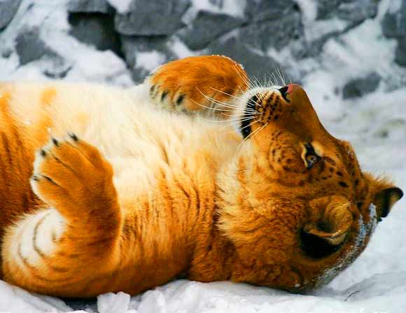 Zita the LIger at Novosibirsk Zoo which is also a Liger Zoo as well.