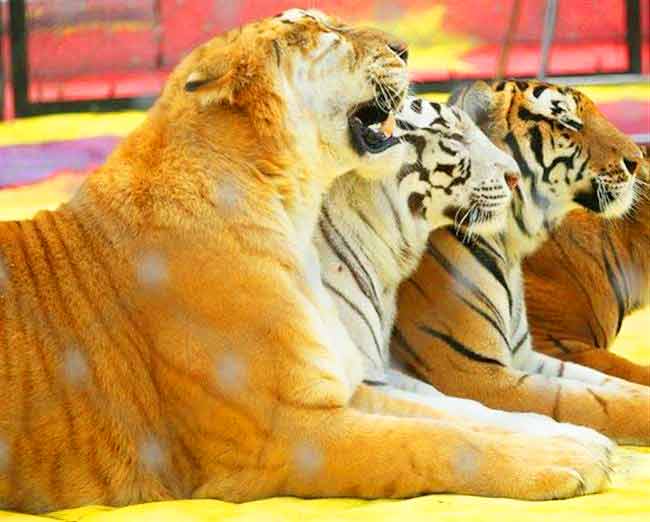 Liger Zoo - Ainad Shrine Circus at Illinois, USA.