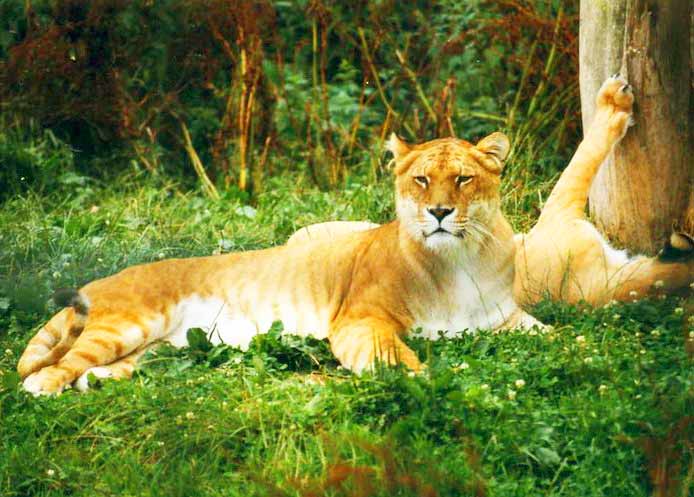 Liger Enclosure at Zoo Arche Noah Liger Zoo at Gromitz Germany.