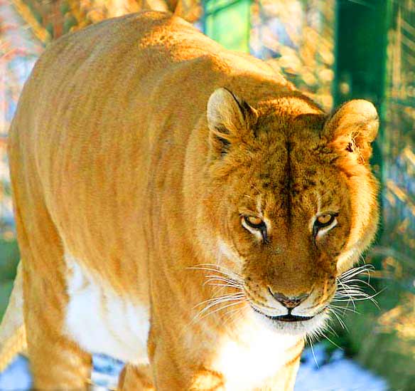 Silly the Liger at Zoo Arche Noah Liger Zoo. Silly was a female liger.