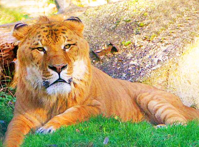 Liger Zoo - Zoo Arche Noah at Gromitz Germany. 