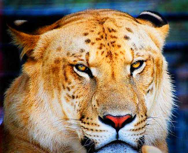 Liger Brutus at Big Cat Habitat & Gulf Coast Sanctuary Liger Zoo.