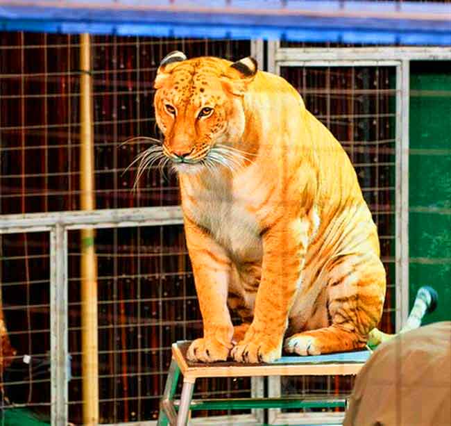 Liger Mia at Liger Zoo named as Big Cat Habitat & Gulf Coast Sanctuary.