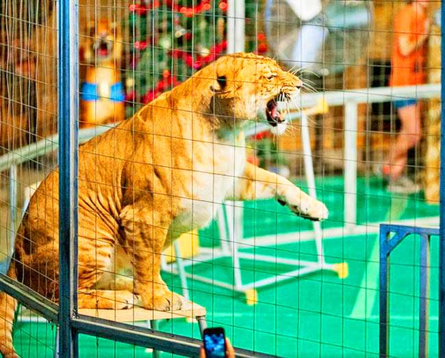 Liger Zoo Big Cat Habitat and Gulf Coast Sanctuary.