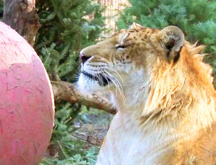 Liger Zoo Big Cat Rescue Center is very popoular at Tampa, Florida, USA.