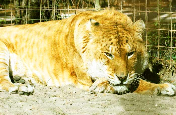 Freckles the Liger at its enclosure at Big Cat Rescue Center Liger Zoo.