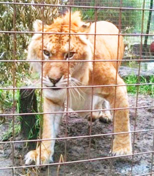 Freckles the Liger at Liger Zoo named as Big Cat Rescue Center at Tampa, Florida, USA.