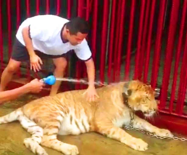 Liger Bath at Biliran Mini Liger Zoo in Philippines. 