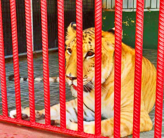 Liger enclosure at Biliran Mini Liger Zoo in Philippines. 