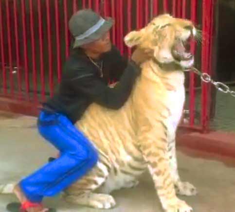 Liger Playing with its master at Biliran Mini Liger Zoo in Philippines.