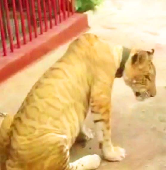 Male Liger at Biliran Mini Zoo in Philippines. 