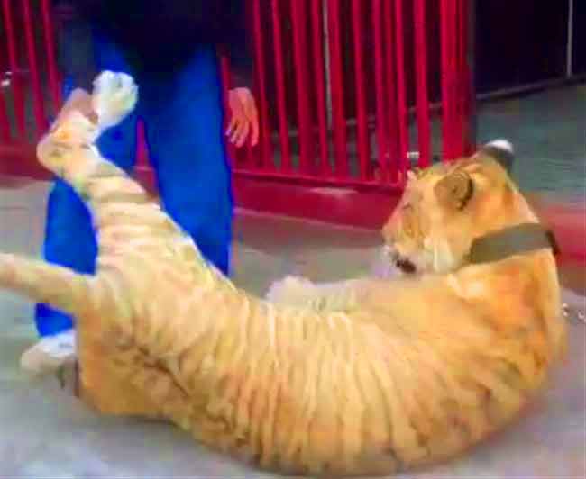 A Playful liger at Biliran Mini Liger Zoo in Philippines. 