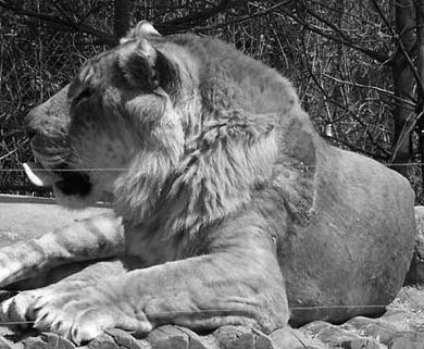 Liger at Bloemfontein Zoo in South Africa.