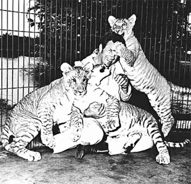 Liger Cubs at Bloemfontein Zoo in South Africa. 