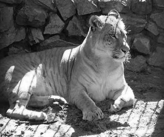 Liger Information at Bloemfontein Liger Zoo. 