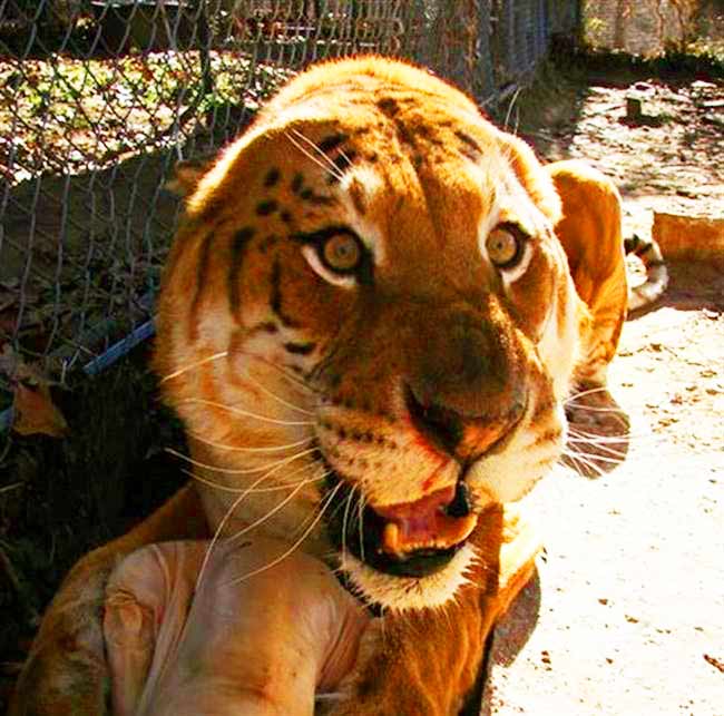 Liger Enclosure at Broken Arrow Animal Shelter Liger Zoo at Oklahoma, USA.