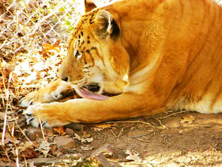 Liger Rokcy killed Peter Getz during the year 2014 at Broken Arrow Animal Shelter Liger Zoo. 