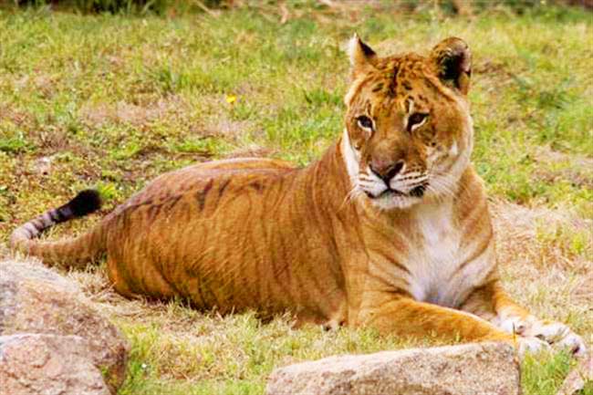 Liger Zoo - National Zoo & Aquarium at Canberra, Australia.