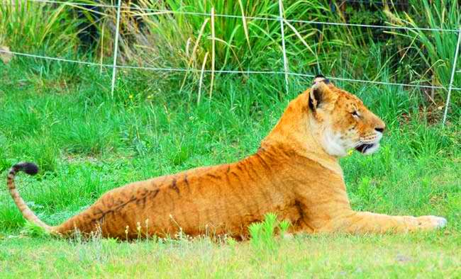 Liger Zoo Popularity National Zoo and aquarium. Tigon Zoo.