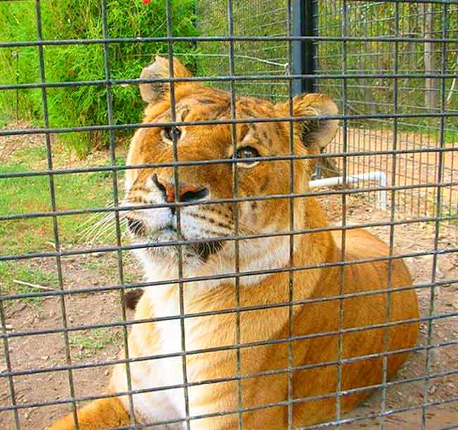 Tigon at its enclosure at Canberra Zoo & Aquarium Liger Zoo.