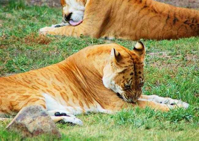 Tigon and Liger difference at Liger Zoo Canberra National Zoo & Aquarium in Australia.