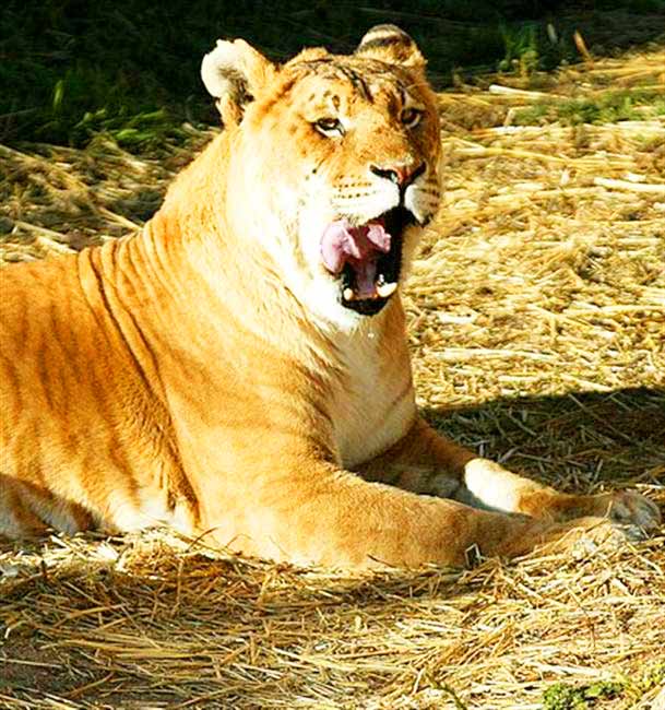 Tigon at National Zoo & Aquarium at Canberra, Australia.