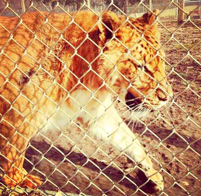 Liger Experience at D&D Farm Animal Sanctuary Liger Zoo. 