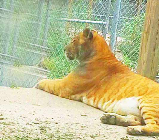 Liger Zoo - D&D Farm Animal Sanctuary at Missouri, USA. 