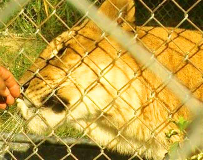 Story Liger Zoo - D&D Farm Animal Sanctuary Liger Zoo.