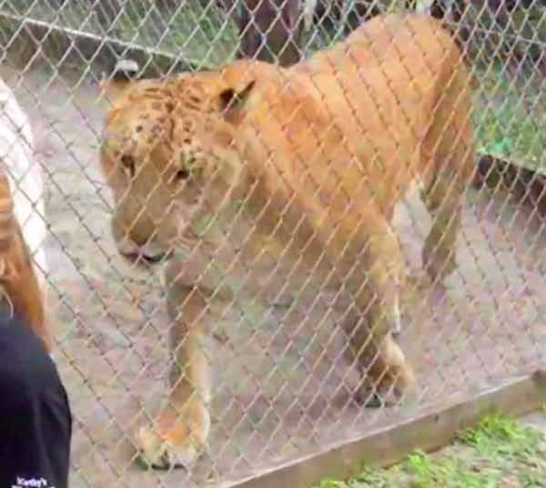 Popular Liger Zoo, Endangered Animal Rescue Sanctuary at Citra, Florida, USA.