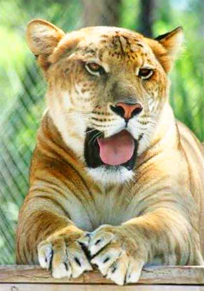 Liger Oden at Endangered Animal Rescue Sanctuary at Citra, Florida, USA.