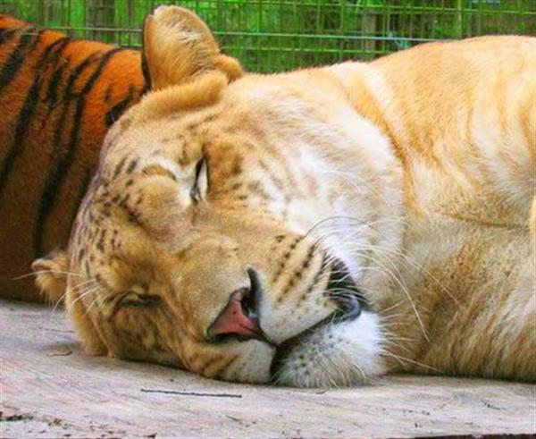 Oden the Liger enclosure at Endangered Animal Rescue Sanctuary in Citra, Florida, USA.