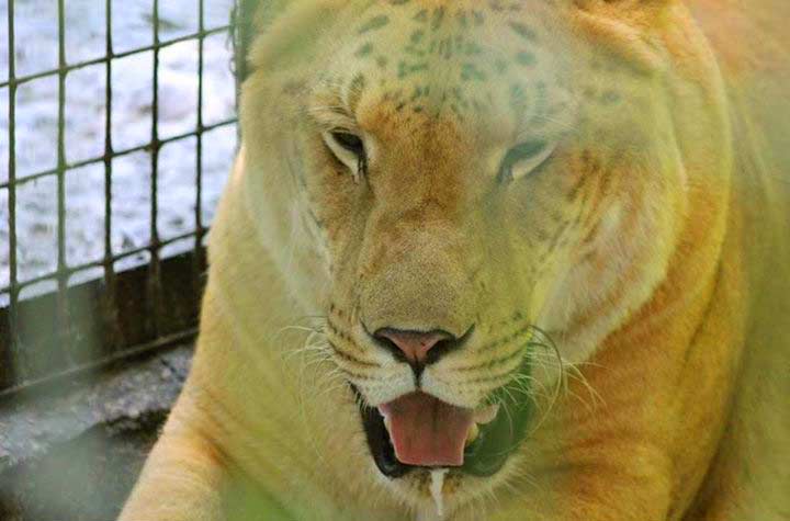 Liger Oden Loves Traveling to other Liger Zoos. Currently it lives at Endangered Animal Sanctuary at Citra, Florida, USA.