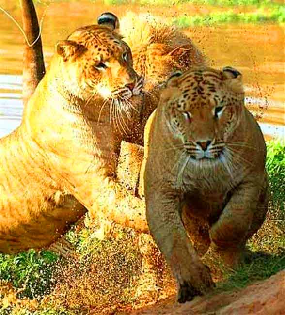 Female Liger Aisha at Garold Wayne Liger Zoo at Oklahoma, USA.