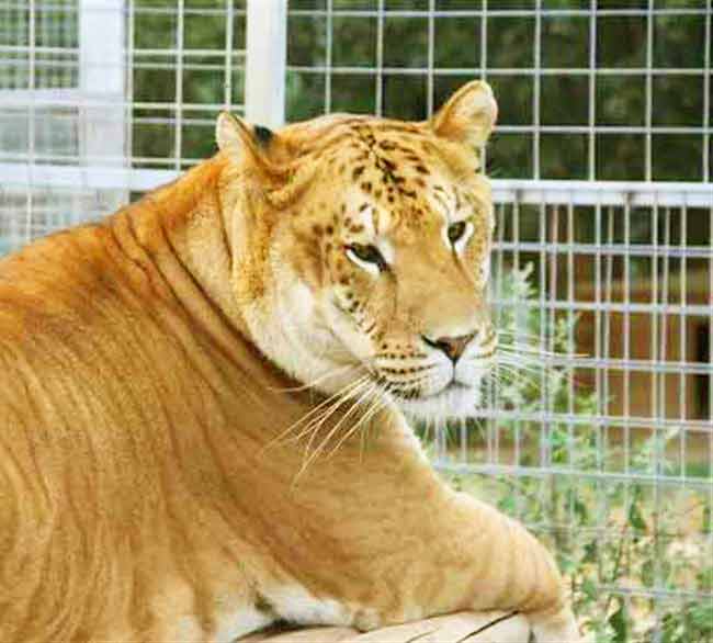 Liger Ecnlosure at Garold Wayne Liger Zoo at Wynnewood, Liger Zoo.