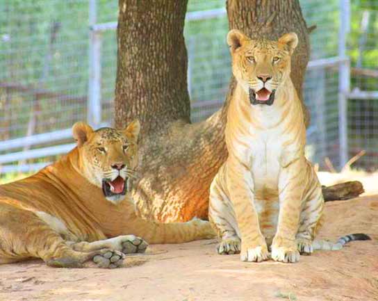 Liger Experience at Garold Wayne Liger Zoo.