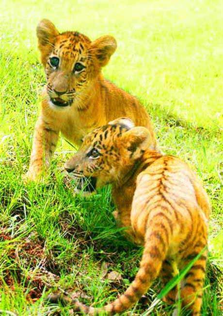 Liger at Hainan Tropical Wildlife Park Liger Zoo. 