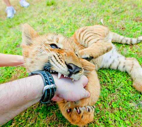 Popular Liger Zoo at Hainan Tropical Wildlife Park.