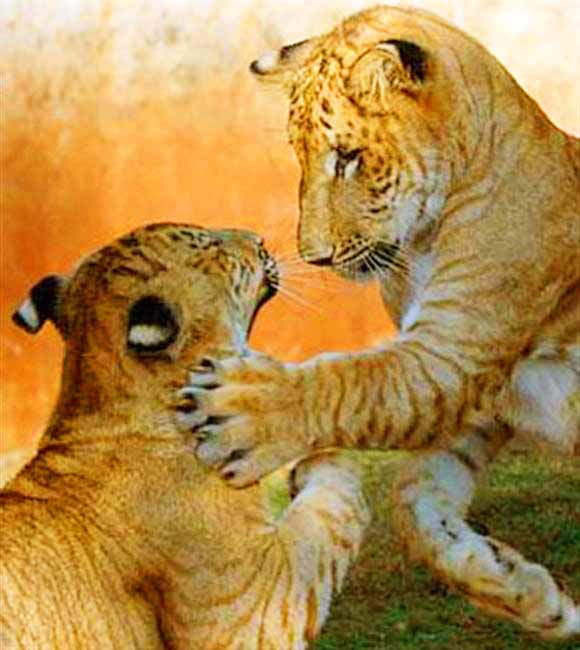 Twin Ligers at Hainan Tropical Wildlife Liger Zoo. 