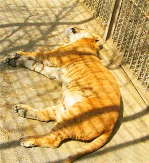 Liger Enclosure Harbin Liger Zoo in China.