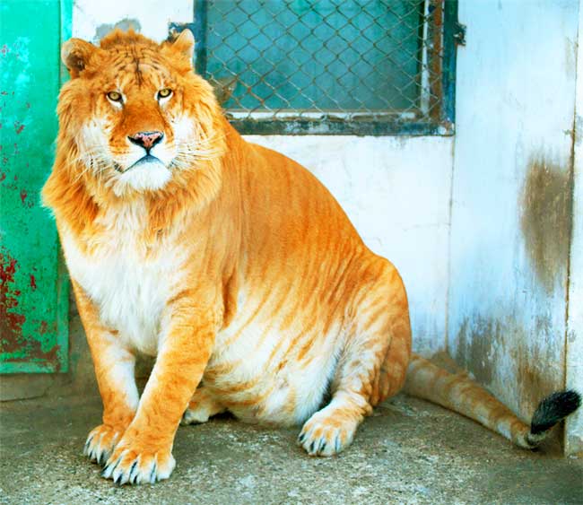 Liger Zoo Harbin China.