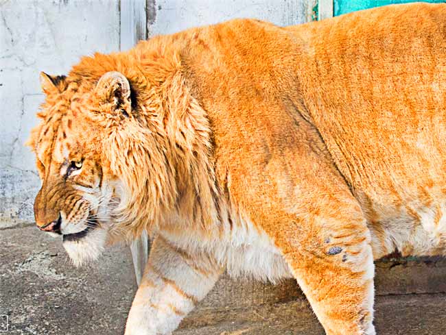 Male Liger at Harbin Liger Zoo in China. 